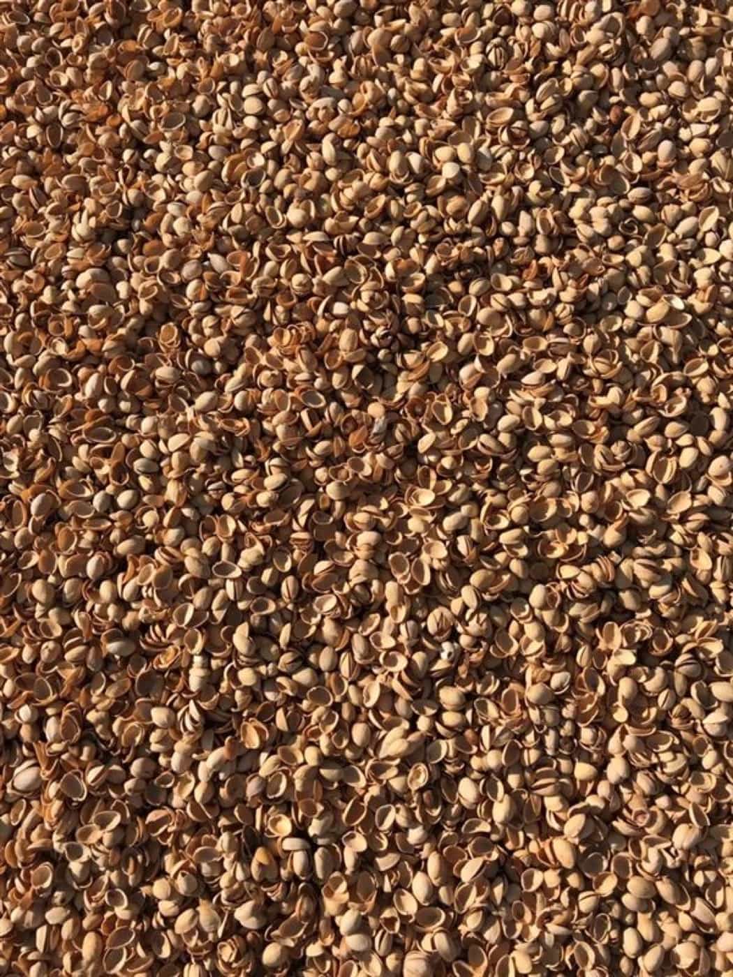 Dried California pistachio shells, a high-energy biomass fuel