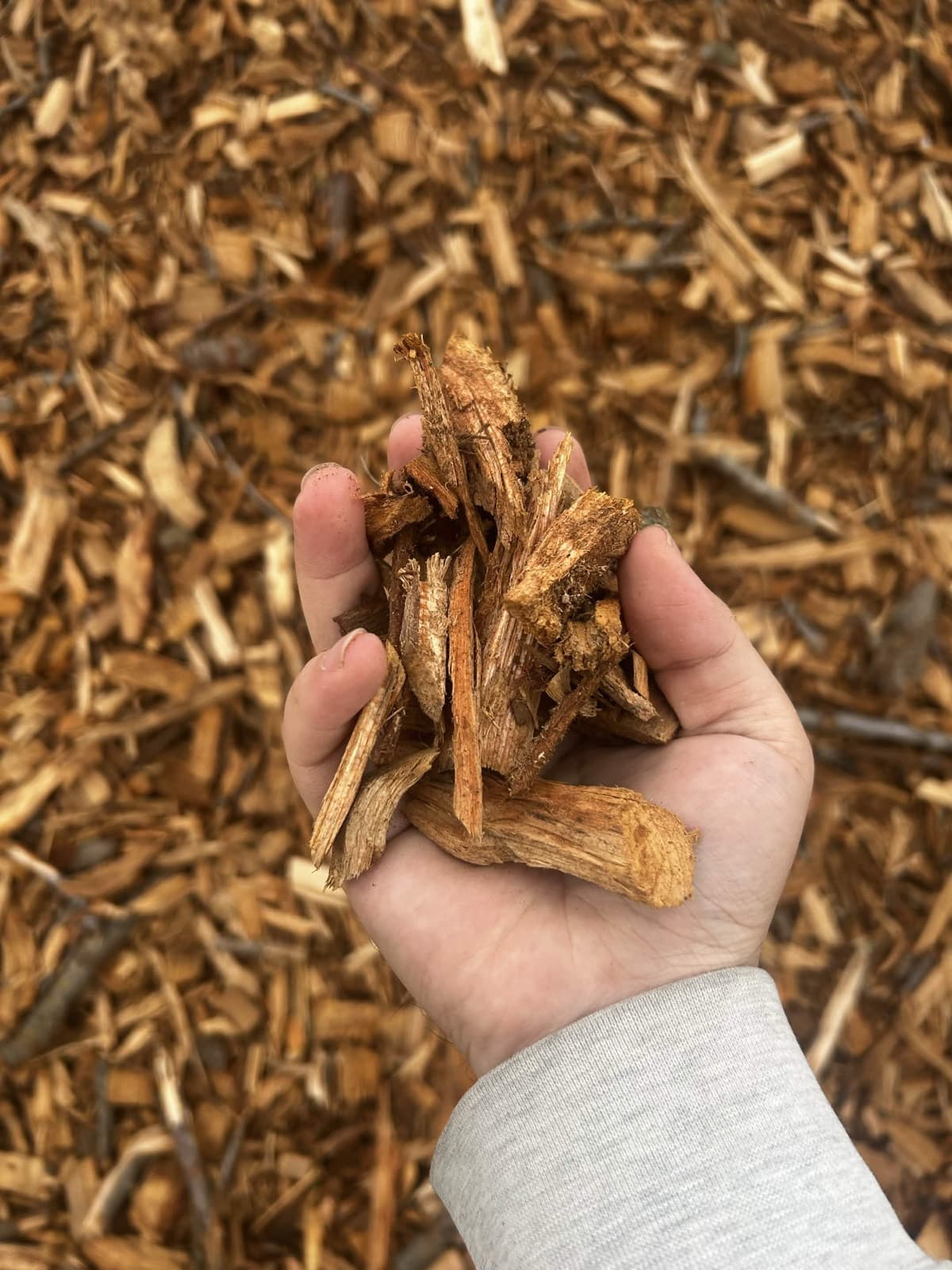 A handful of almond wood chips held above the pile