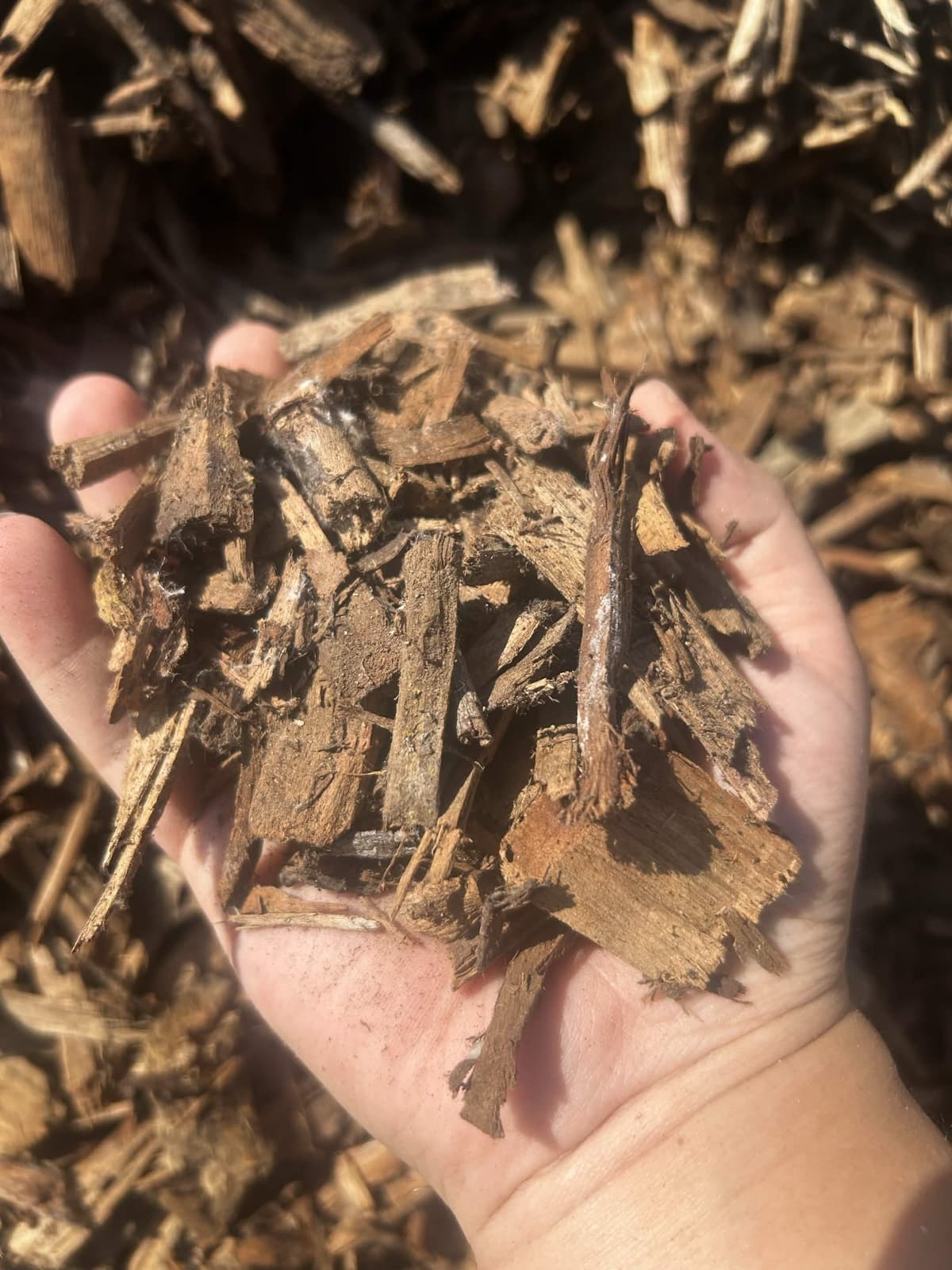 Almond wood chips held in an open hand