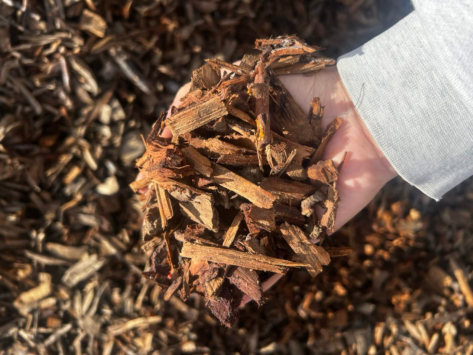 A handful of California almond wood chips held above the pile
